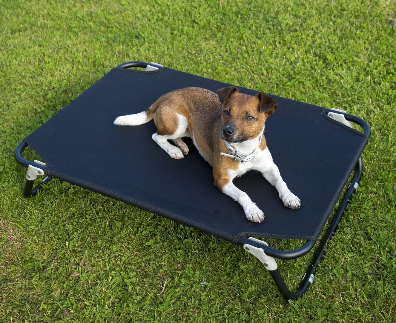 elevated folding dog bed