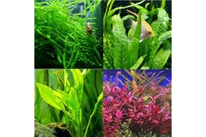 Mainam 4 Different Alternanthera Lilacina Amazon Sword Java Fern Java Moss Tropical Freshwater Live Aquarium Plant Decorations 3 Days BUY2GET1FREE