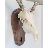 Taxidermists Woodshop Black Walnut Deer Track Skull Mount Wall Art