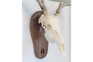 Taxidermists Woodshop Black Walnut Deer Track Skull Mount Wall Art
