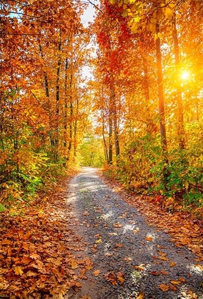 Pretty Fall Backgrounds 51 Images