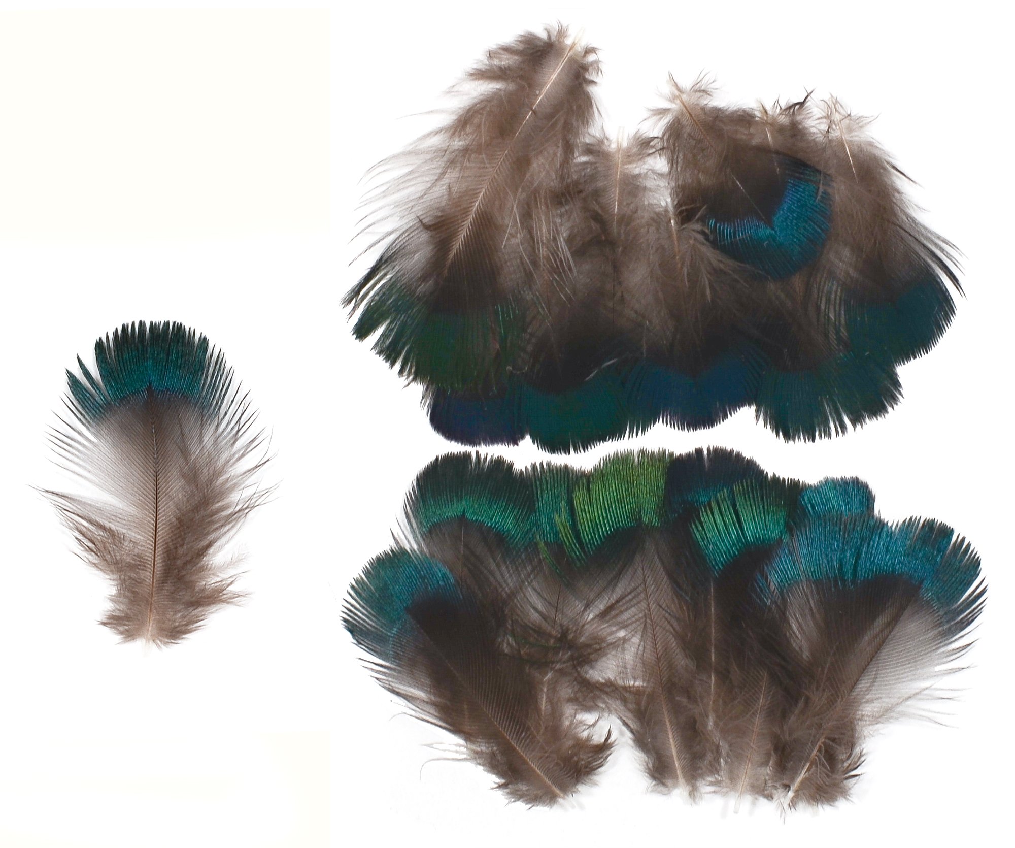 Ring-necked Pheasant Neck Feathers (20 Pieces), Extra Small Iridescent Green