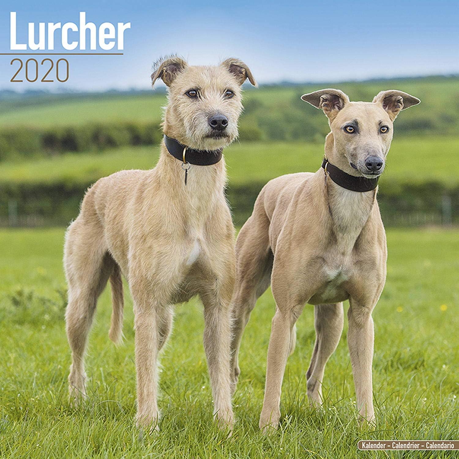 Amazon Com Lurcher Calendar 2020 Dog Breed Calendar Wall