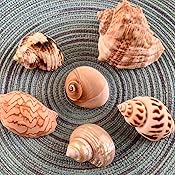 Amazon.com : Large Hermit Crab Shells for Adult Crabs, 6 Pack Different ...