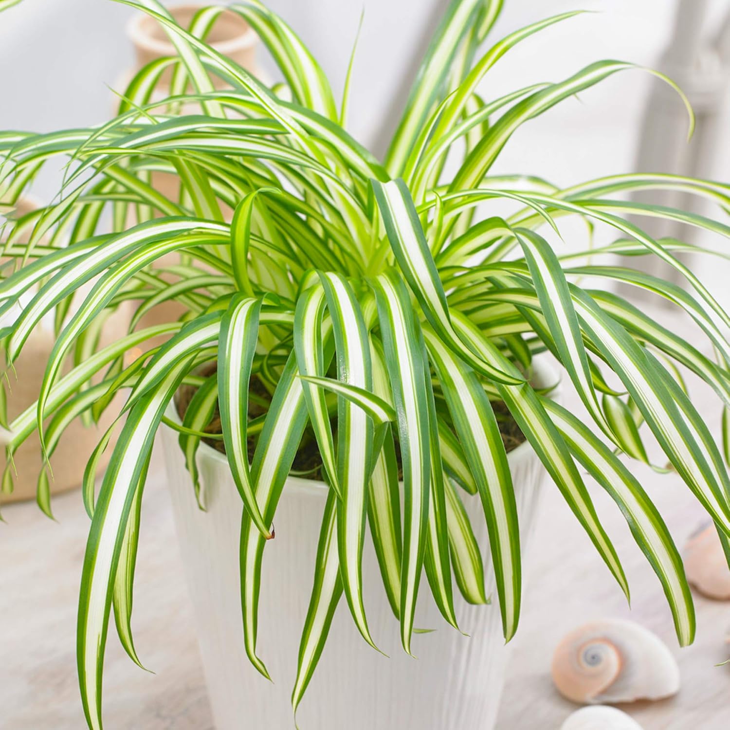 Chlorophytum Variegatum Spider Plant Indoor Plant Gift