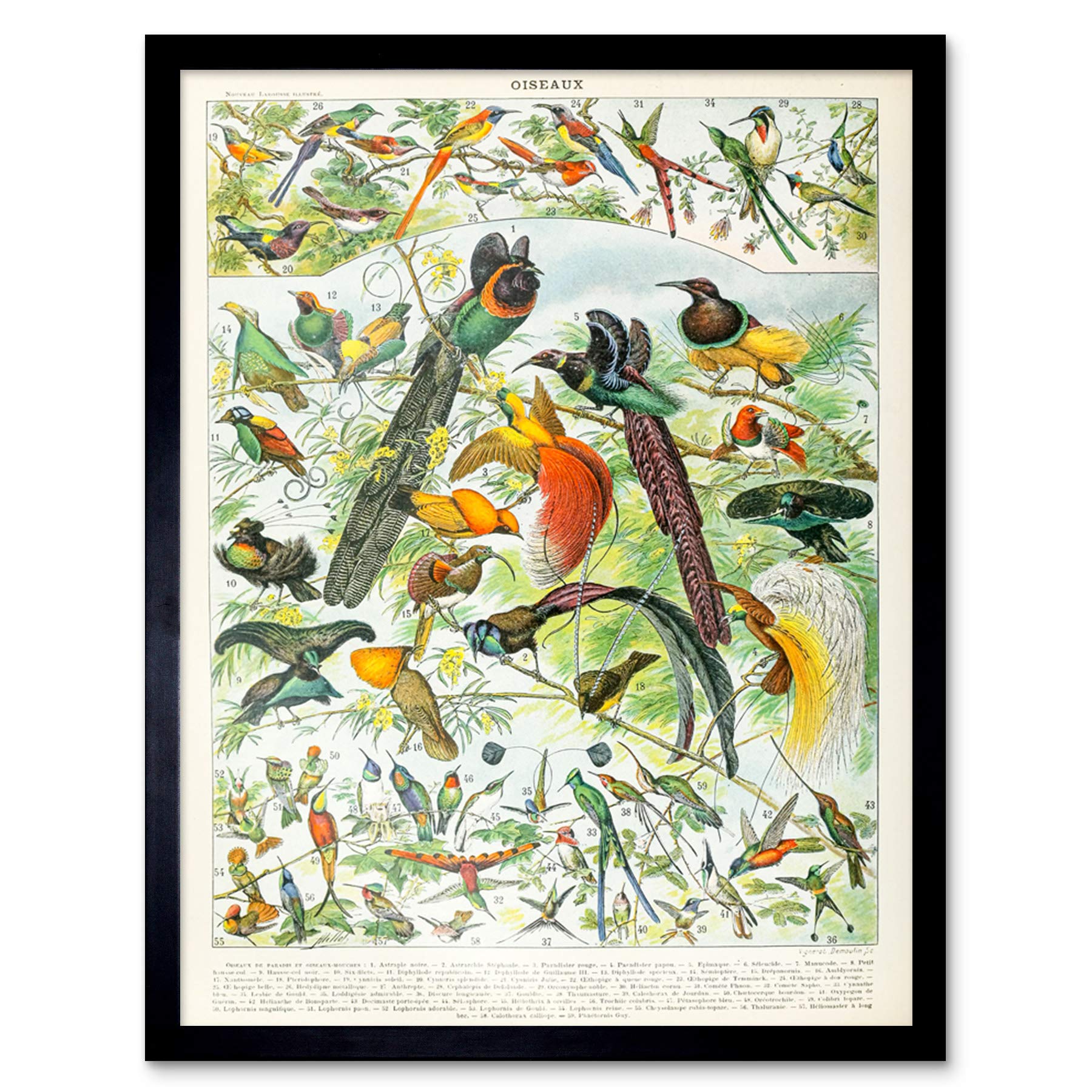 Artery8 Millot Encyclopedia Page Birds Paradise Art Print Framed Poster Wall Decor 12x16 inch — image 1