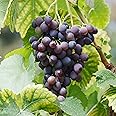 Garden State Bulb Concord Seedless Grape, Bare Root, Non-GMO, Spring Planting (Bag of 1)