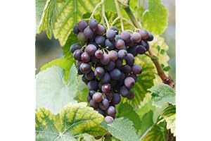GSB GARDEN STATE BULB Garden State Bulb Concord Seedless Grape, Live Bare Root, Non-GMO (Bag of 1)