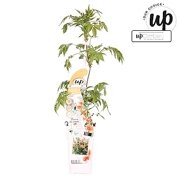 Orange Trompetenblume - Klettertrompete - Campsis Summer Jazz Indian Summer - 60-80cm Topf 2Ltr.