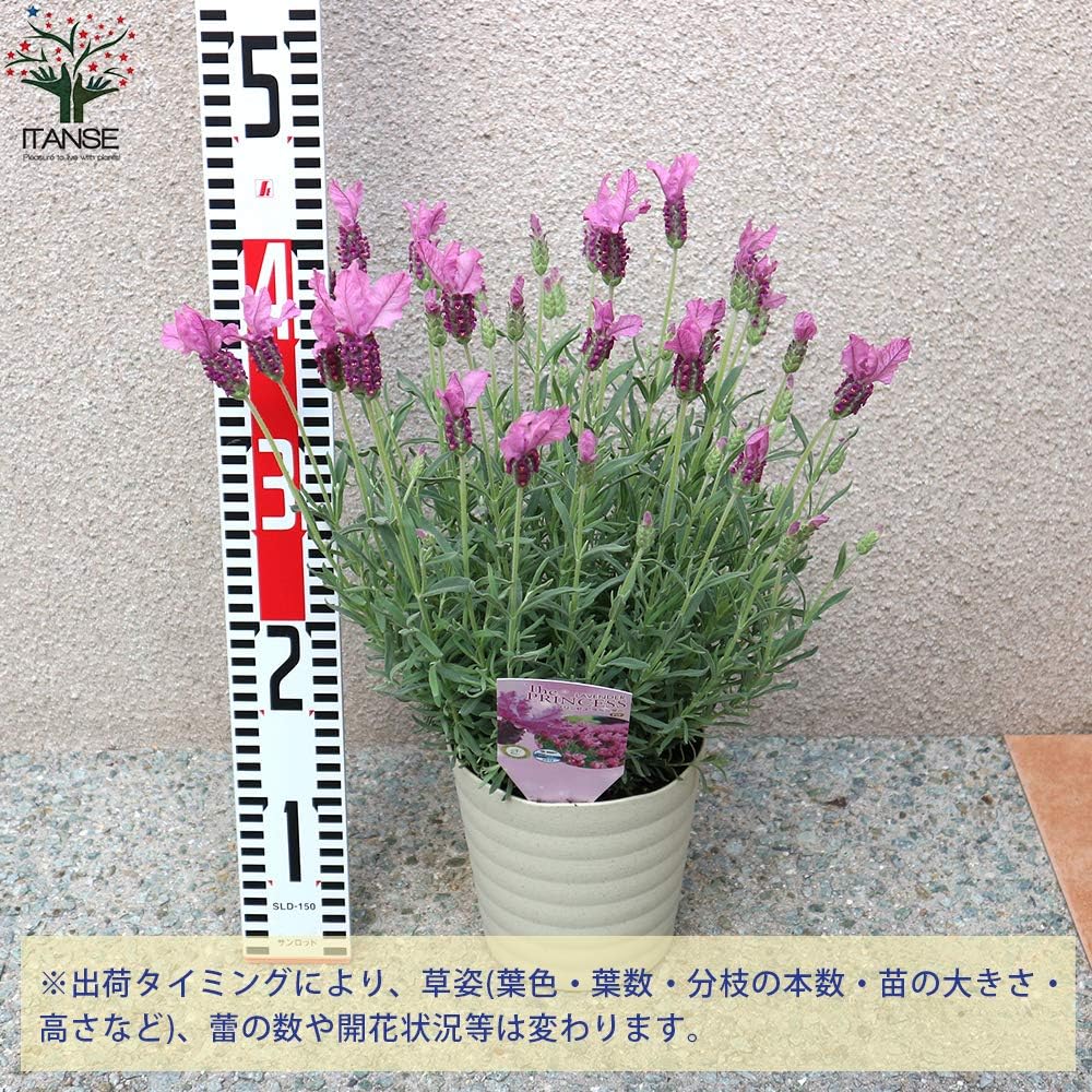 Amazon フレンチラベンダー ザ プリンセス5号鉢 品種で選べるハーブ苗 1個売り 学名 Lavandula Pedunculata The Princess Lavender シソ科ラヴァンデュラ属 耐寒性多年草 原産地 地中海沿岸 鮮やかなピンク色のラベンダーが生れました 永遠のフレグランス Amazon フレンチラベンダー ザ プリンセス5号鉢 品種で選べるハーブ苗 1個売り 学名 Lavandula Pedunculata The Princess Lavender シソ科ラヴァンデュラ属 耐寒性多年草 原産地 地中海沿岸 鮮やかなピンク色のラベンダーが生れました 永遠のフレグランス