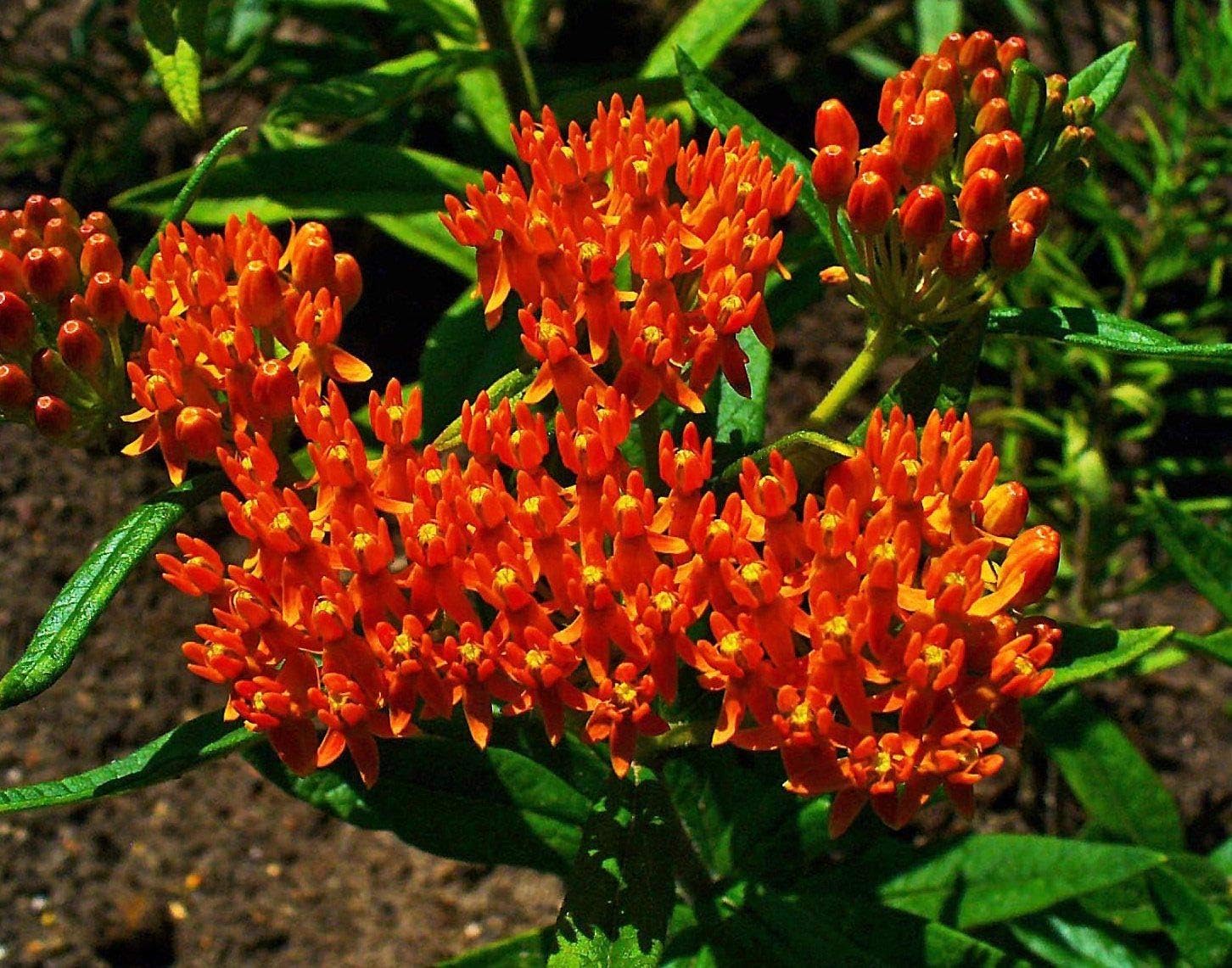 Los 8 Mejores Insecticida algodoncillo para huertos | (Diciembre 2020