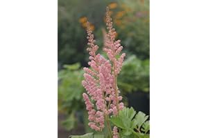 GREEN PROMISE FARMS Astilbe chinensis 'Visions in Pink' (Chinese Astilbe) Perennial, pink flowers, #1 - Size Container