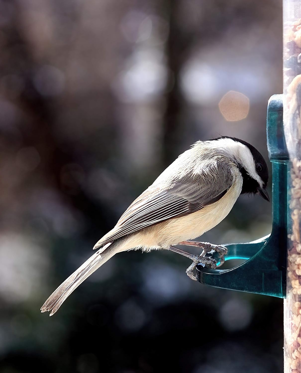 Pet Performance Four Season Wild Bird Seed 25kg, All Year Round Feed With Black Sunflower Seeds for Birds - Image 3