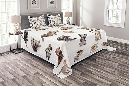 Amazon Com Lunarable Cat Bedspread Group Of Funny Playful Baby Kitten Pet Scottish Tabby Striped Pussu Animal Design Decorative Quilted 3 Piece Coverlet Set With 2 Pillow Shams Queen Size White Grey Home