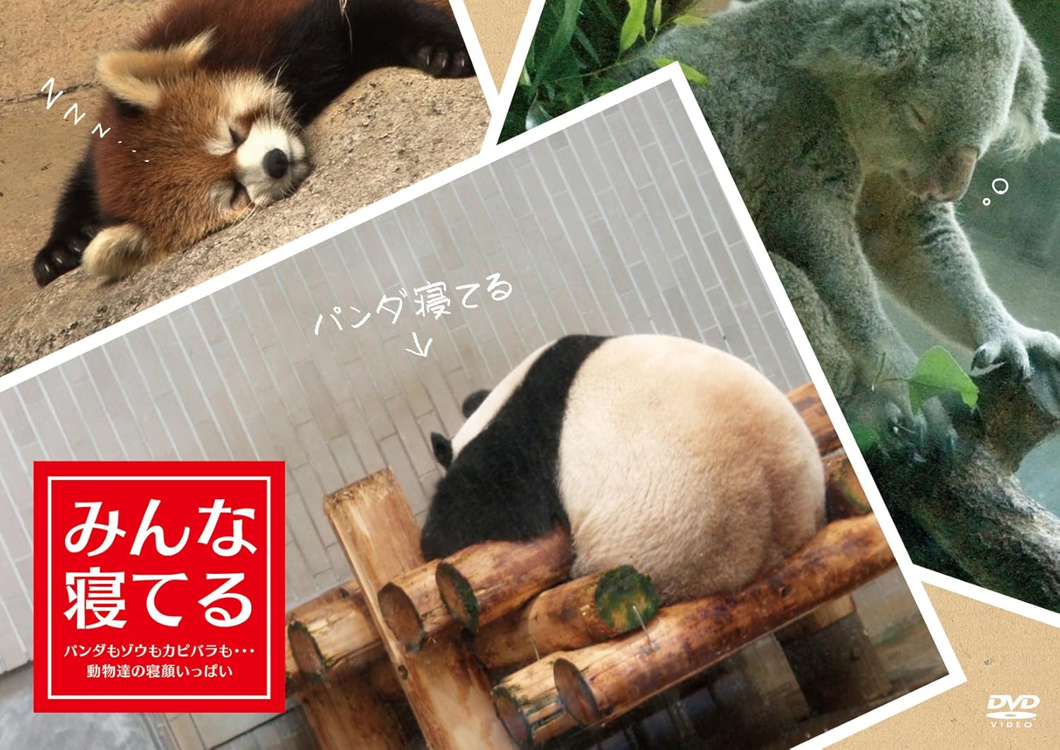 みんな寝てる パンダもゾウもカピバラも 動物達の寝顔いっぱいー Dvd Amazon De Dvd Blu Ray