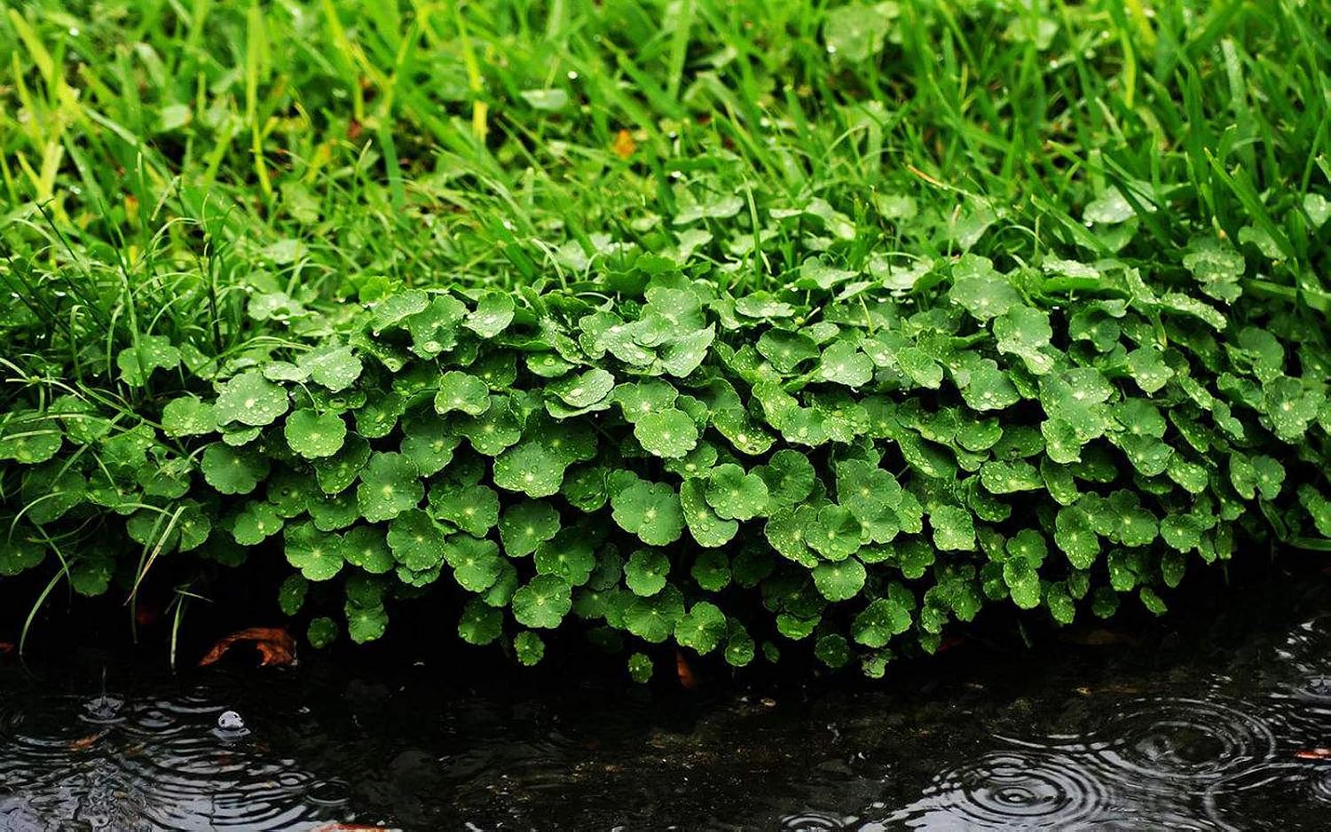 Aquarium Grass Plants Seeds,Aquatic Dichondra repens Forst Carpet Water Grass,Oxygenating Weed Live Pond Plant Seeds,Fish Aquatic Water Grass Decor,Easy to Plant Grow Maintain-10G