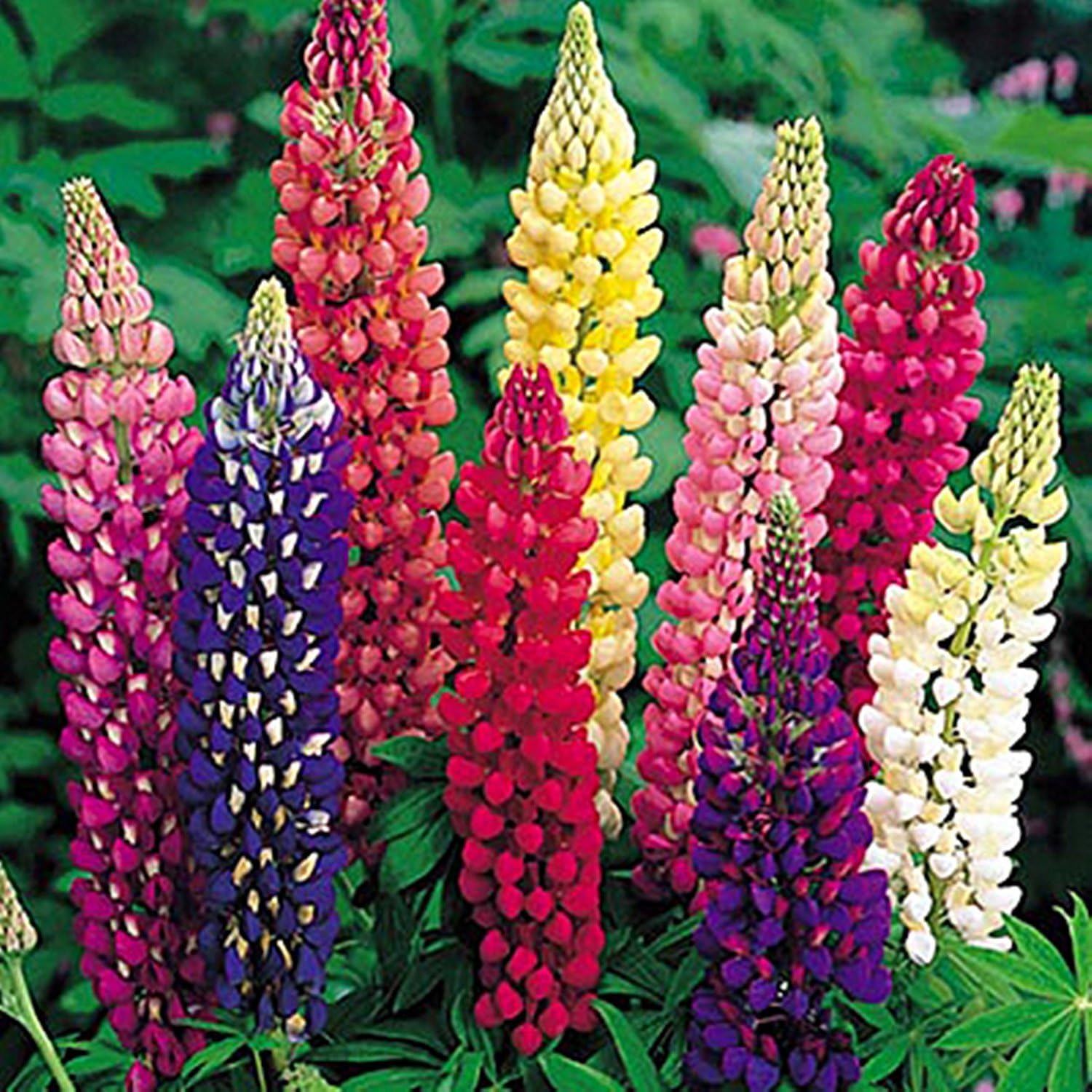 Seeds farm 100 Lupine Mix (Lupinus Polyphyllus) Organic Wildflower