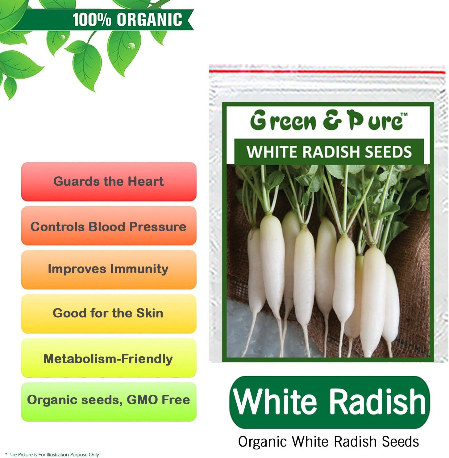 Green & Pure - High Yield Organic Vegetable Seeds - White Radish (Pack of 1) for Kitchen/Terrace/Home Garden