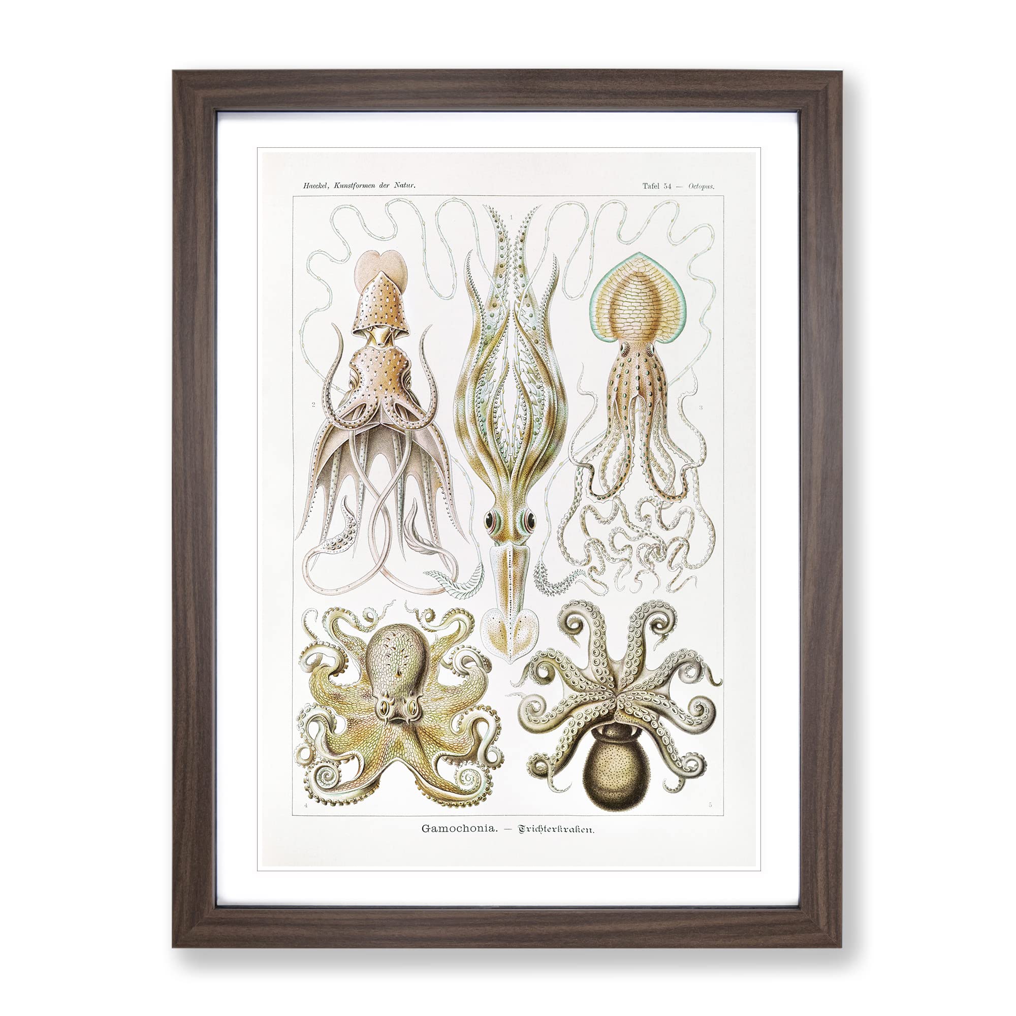 Octopus And Squid By Ernst Haeckel Vintage Framed Wall Art Print, Ready to Hang Picture for Living Room Bedroom Home Office Décor, Walnut A3 (34 x 46 cm)