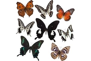 ASENYING 8 Pcs Real Butterfly Specimen - Taxidermy Butterfly Artwork Material Decor,Taxidermy Animals Gifts for Kids Family.