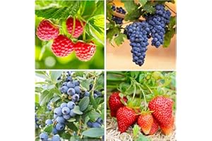 Mixed Berry Seeds for Planting, 700 Strawberries, 200 Raspberries, 80 Grapes, 80 Blueberries, Non-GMO Heirloom Varieties, Hom
