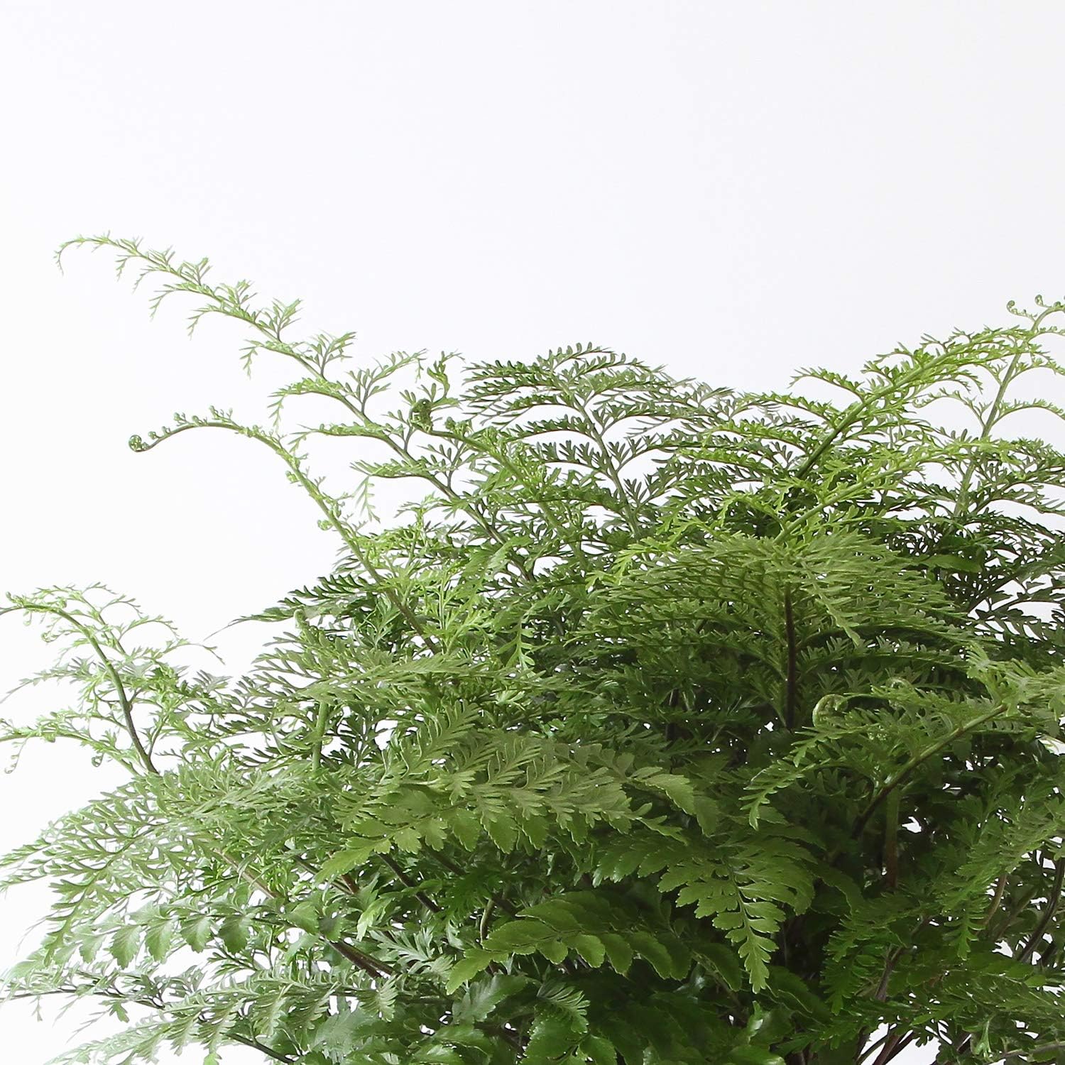 Асплениум parvati. Асплениум dimorphum. Асплениум луковиценосный. Асплениум парвати. Асплениум парвати горшок.