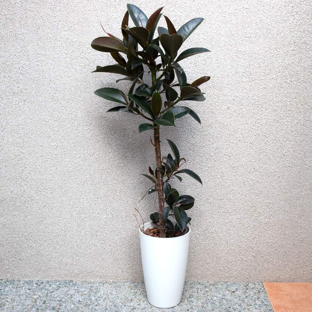 Amazon Co Jp フィカス エラスティカ メラニー ゴムの木の仲間 観葉植物 中型 7号プラスチック鉢 品種で選べる観葉植物 リビングやオフィス向きサイズ 1個売り 学名 Ficus Elastica Melany クワ科 フィカス属 原生地 インド北東部 マレー半島 初心者にも