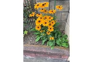 Rudbeckia 'Marmalade' Seeds for Planting - 50 Seeds for Germination - Vibrant Black-Eyed Susan Perennial