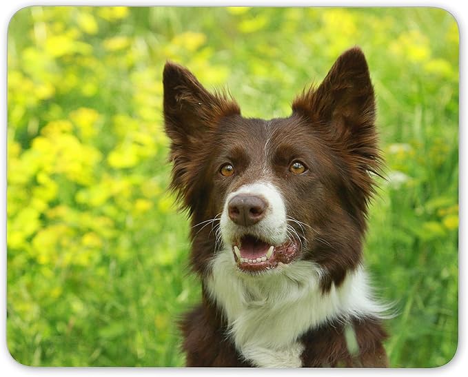 border collie matted fur
