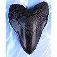 Massive 6-Inch Megalodon Shark Tooth, with serrations(Replica)