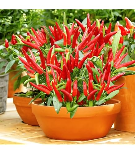 20 Semi Di Jalapeno Pepper Early Hot - Semi Orto Biologici Non OGM Per Coltivazione Domestica - Foto 5