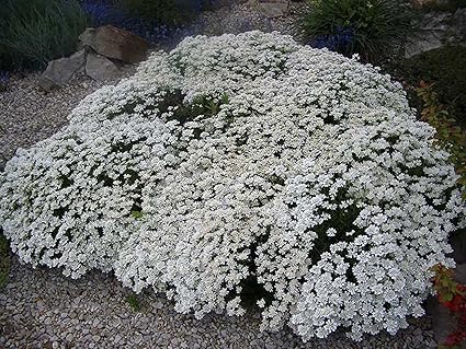 Flower Seeds White Evergreen Candytuft Iberis Sempervirens Perennial Amazon Co Uk Garden Outdoors