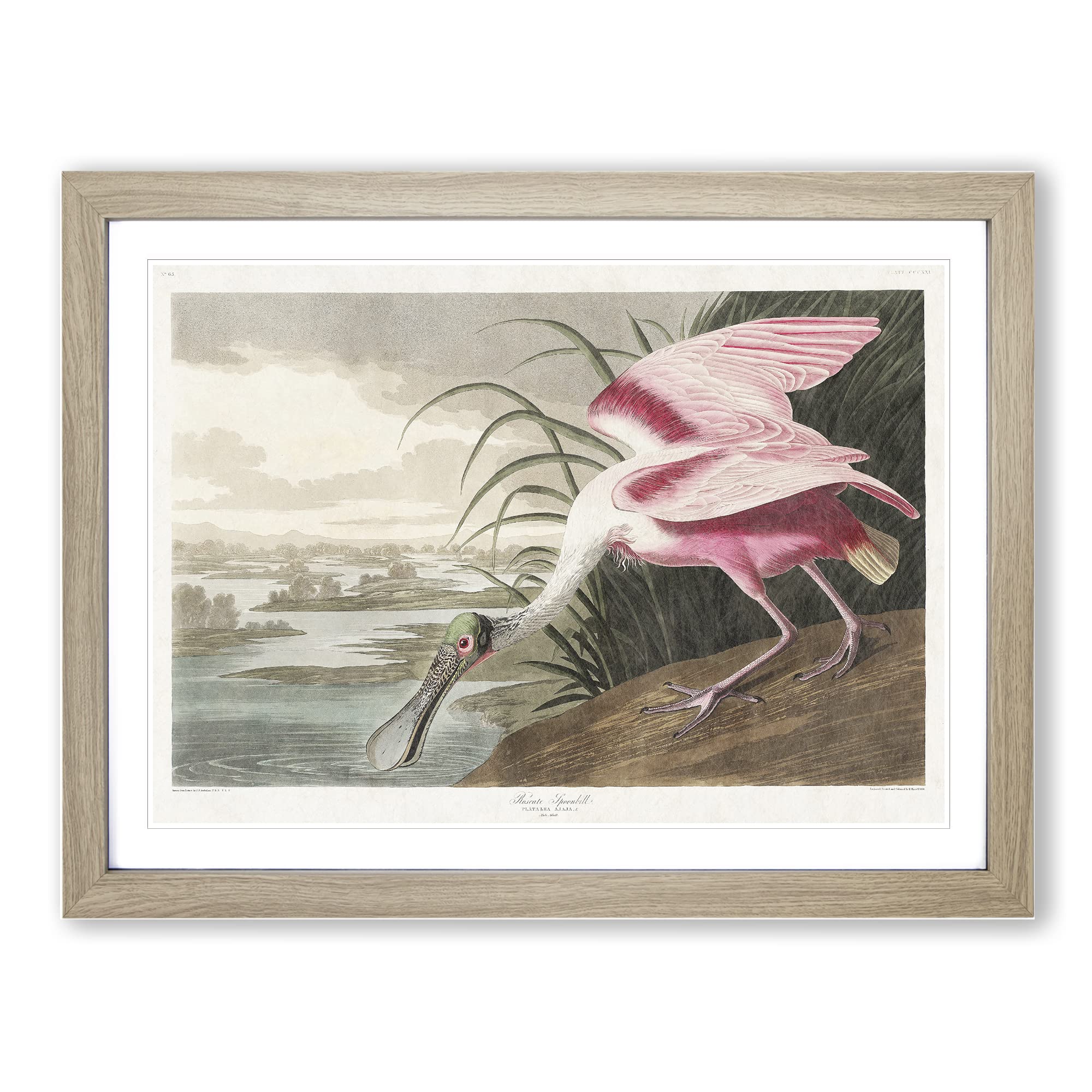 Roseate Spoonbill By John James Audubon Vintage Framed Wall Art Print, Ready to Hang Picture for Living Room Bedroom Home Office Décor, Oak A4 (34 x 25 cm)