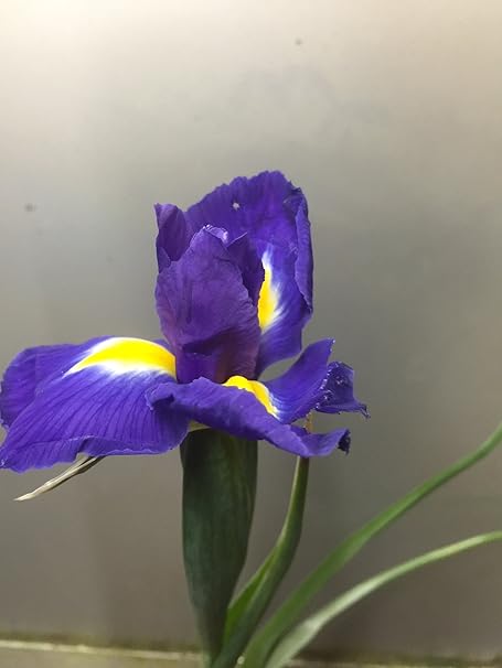 Amazon 花木屋 イリス アイリス 60 1本 切り花 オンライン通販 Amazon 花木屋 イリス アイリス 60 1本 切り花 オンライン通販