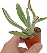 SID 5 Succulent Starter Plant Collection Indoor Cacti Terrarium Plants view 6