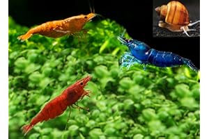 Live Aquarium Shrimp – Premium Grade Neocaridina & Caridina (Blue Dream/Red/Goldenback/Rili/Crystal Black/Amano) by Swimming Creatures™ (12 Premium Mix + 1 Mystery Snail)