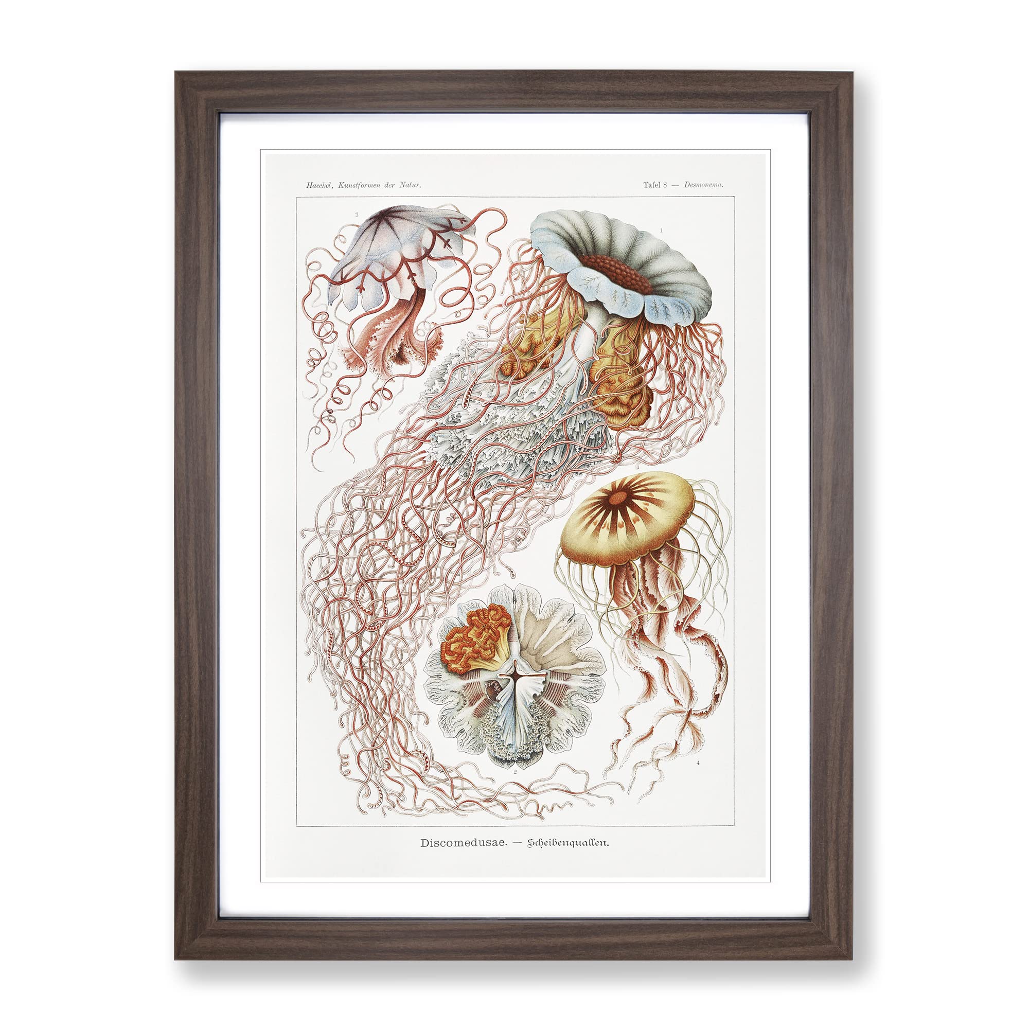 Discomedusae Jellyfish Vol.1 By Ernst Haeckel Vintage Framed Wall Art Print, Ready to Hang Picture for Living Room Bedroom Home Office Décor, Walnut A3 (34 x 46 cm)