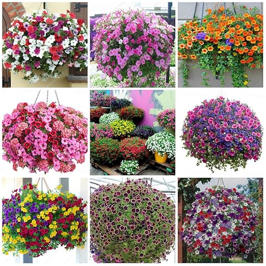 Kalash nuevas 100 PC Ivy hoja de la enredadera semillas para ...