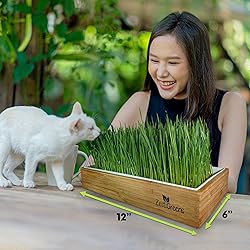 Cat Grass Refills for Self Watering Cat Grass Kit