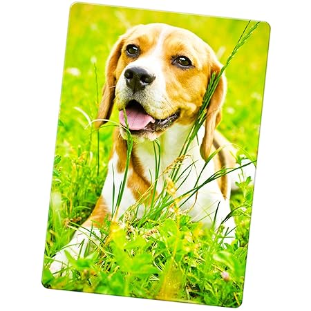 Beagle perro imán para nevera, Beagle Dog In The Field, Large ...