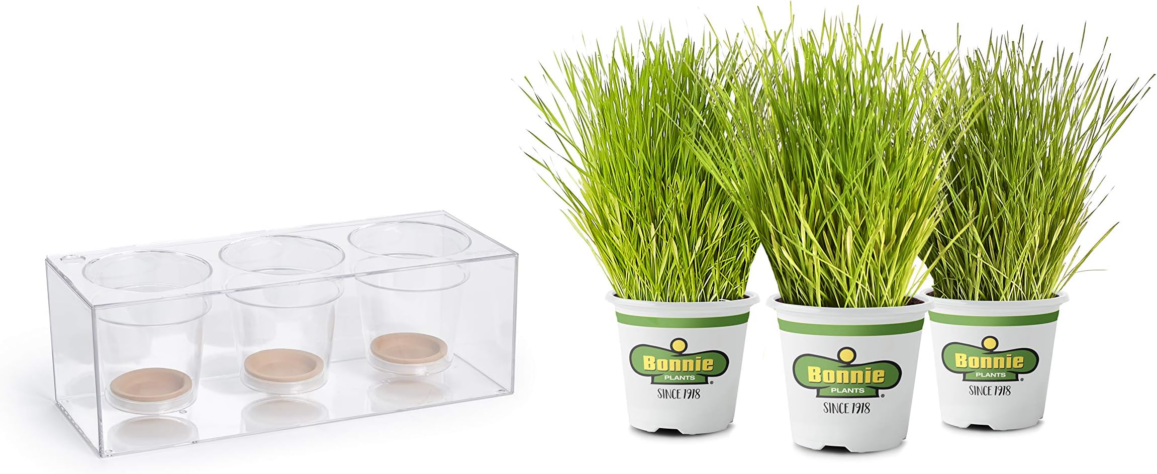 Bonnie Plants Clear Planter & Indoor Pet Grass 3 Pack | Self Watering Pot | Intermediate Wheatgrass | Great for Dogs & Cats