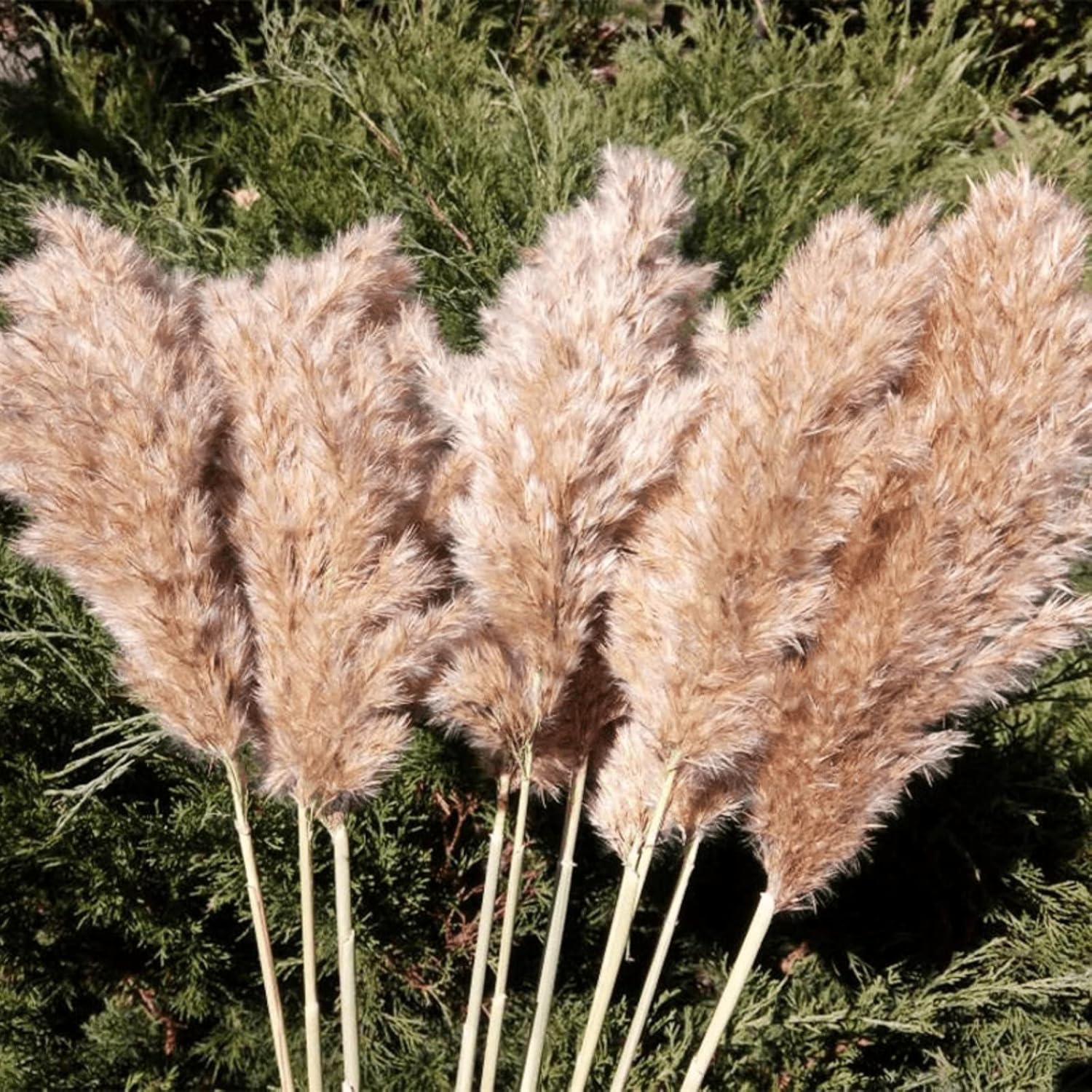 Dried & Preserved Flora - SREED 20 Pcs 23 Inch Tall Fluffy Pampas Grass XL Size Brown Dry Pompous Grass Decor Wedding Flower Boho Decor Natural Pompas Flower Bouquet (Brown, 23 inch)