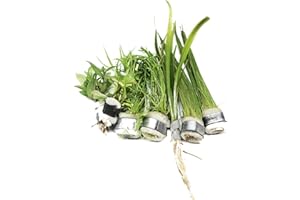 Live Aquarium Plants The Best 2017/4 Species - Dwarf Hairgrass, Micro Sword, Dwarf Sagittaria Subulata and Staurogyne Repens by Mainam