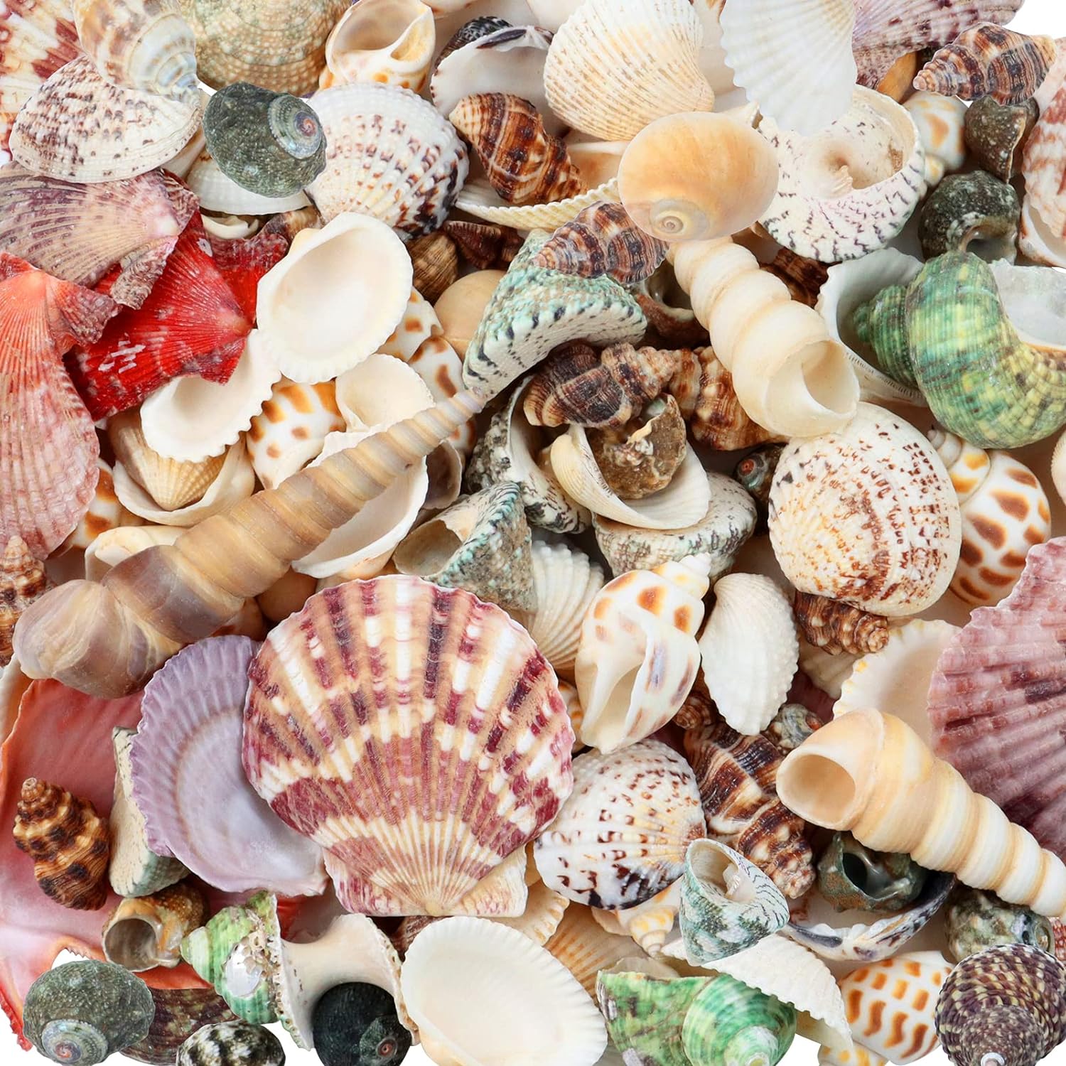 Vase Fillers - WEOXPR 200 Pcs Sea Shells Bulk Mixed Ocean Beach Seashells for Kids, Various Sizes Natural Sea Shell for Crafts, Home Decorations, Beach Theme Party, Wedding Decor, DIY Crafts, Crafting Shells