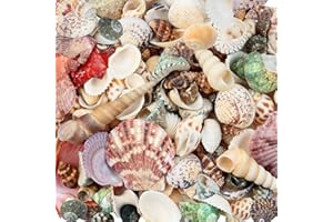 WEOXPR 200 Pcs Sea Shells Bulk Mixed Ocean Beach Seashells for Kids, Various Sizes Natural Sea Shell for Crafts, Home Decorations, Beach Theme Party, Wedding Decor, DIY Crafts, Crafting Shells