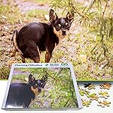 Better Me Prank Puzzle Surprise Pooping Chihuahua 500 Piece Puzzle. Prank Gift Pooping Dogs Puzzle, Gag Gifts for Adults & Te