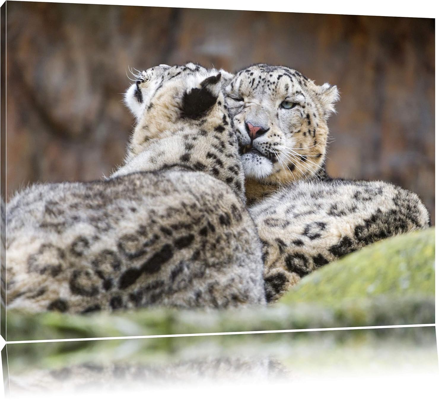 Caring couple snow leopard cuddle
