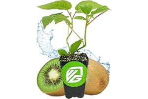 Vincent Female Kiwi Live Vine Plant - Actinidia chinensis by Wellspring Gardens - Grow Your Own Kiwi Fruit Vines on a Fence, Container or Trellis - Starter Plant