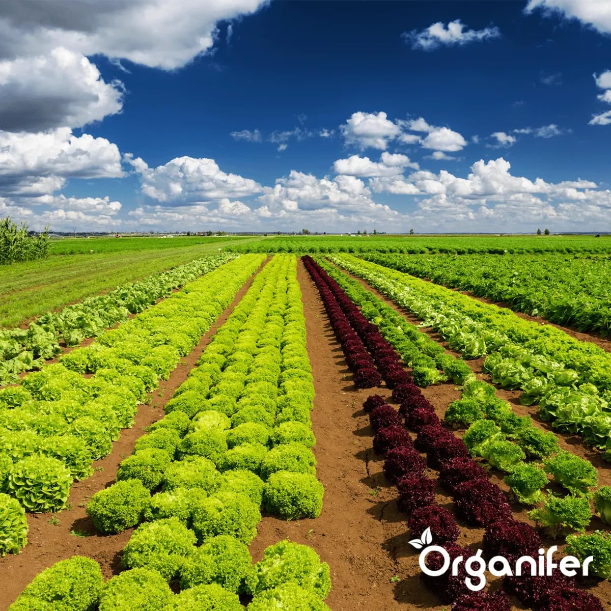 Bodenkonzentrat - Pilze - 1 L Für 1000 M2 - Konzentrat Für Gesunde Pflanzen - Gartenpflege - Flüssigdünger - Gartendünger - Organifer 5