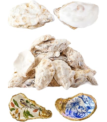 4 Grandes Coquilles D'huître Plate (saddle Oyster) Pour Artisanat - Taille 4 à 5 Pouces